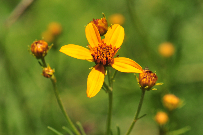 Apache Beggarticks or Arizona Beggarticks as it is also known blooms from July or August through September or October. Bidens aurea has been introduced in Europe and South America where it has become naturalized. Bidens aurea